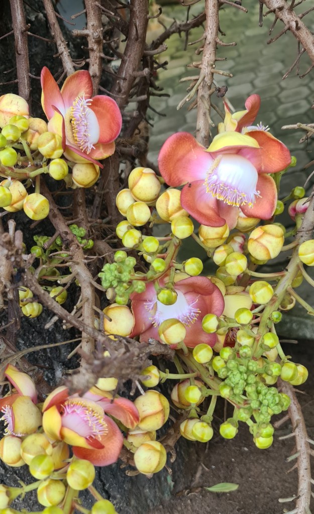 Beautiful flowers on this tree inside the gates
