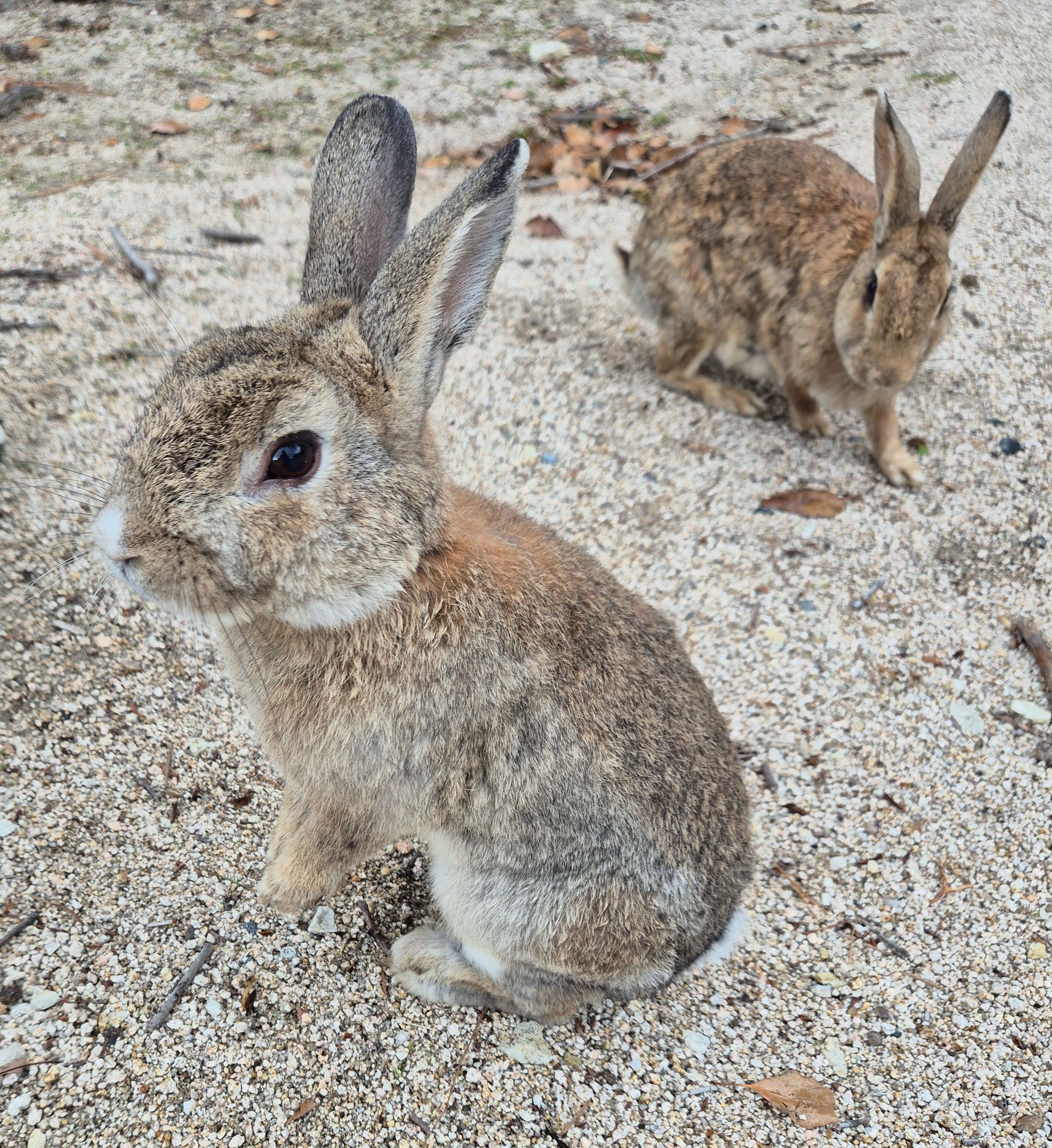 Easter 🐇 + our new mascot – Country Hoppers