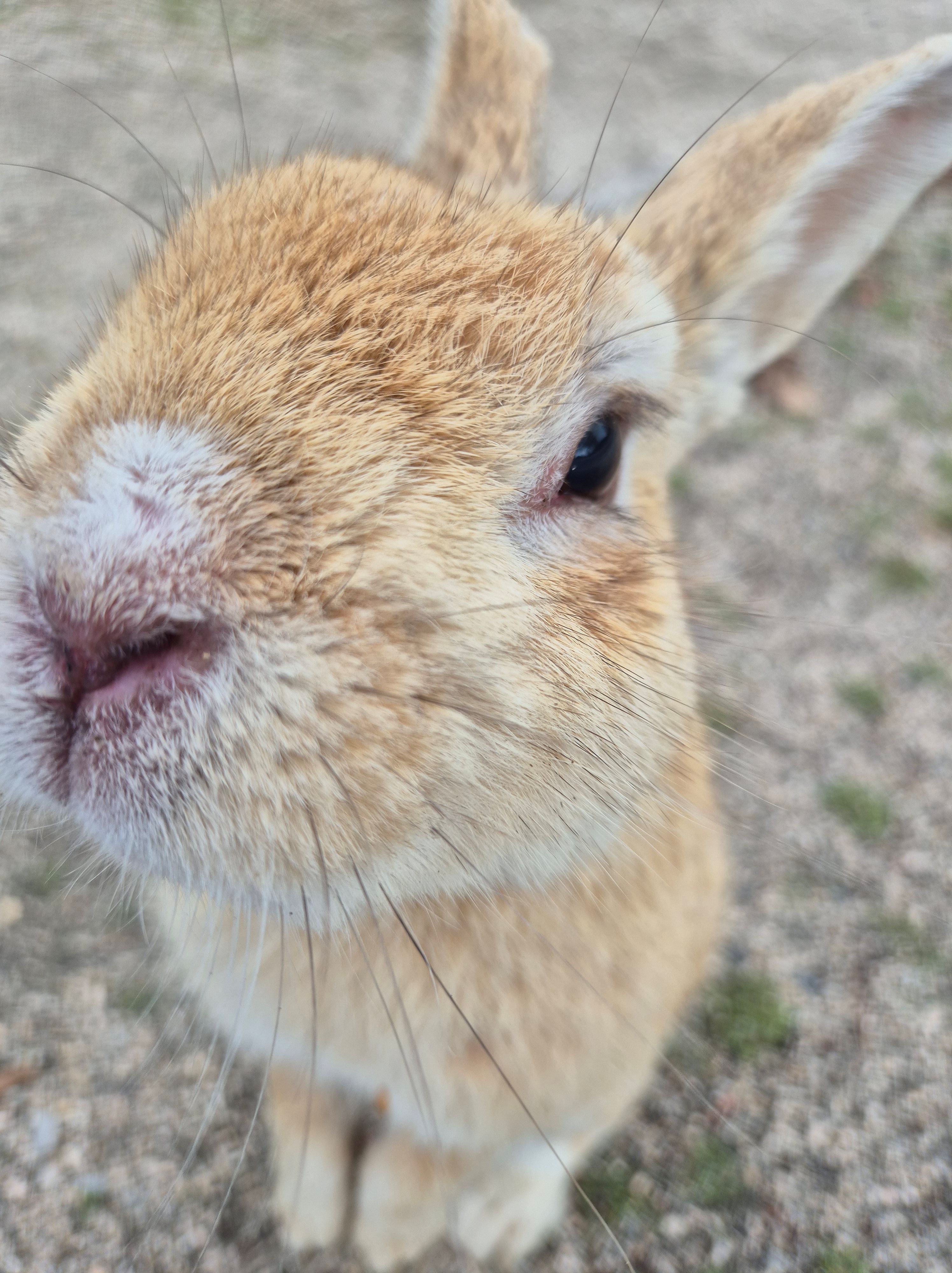 Easter 🐇 + our new mascot – Country Hoppers