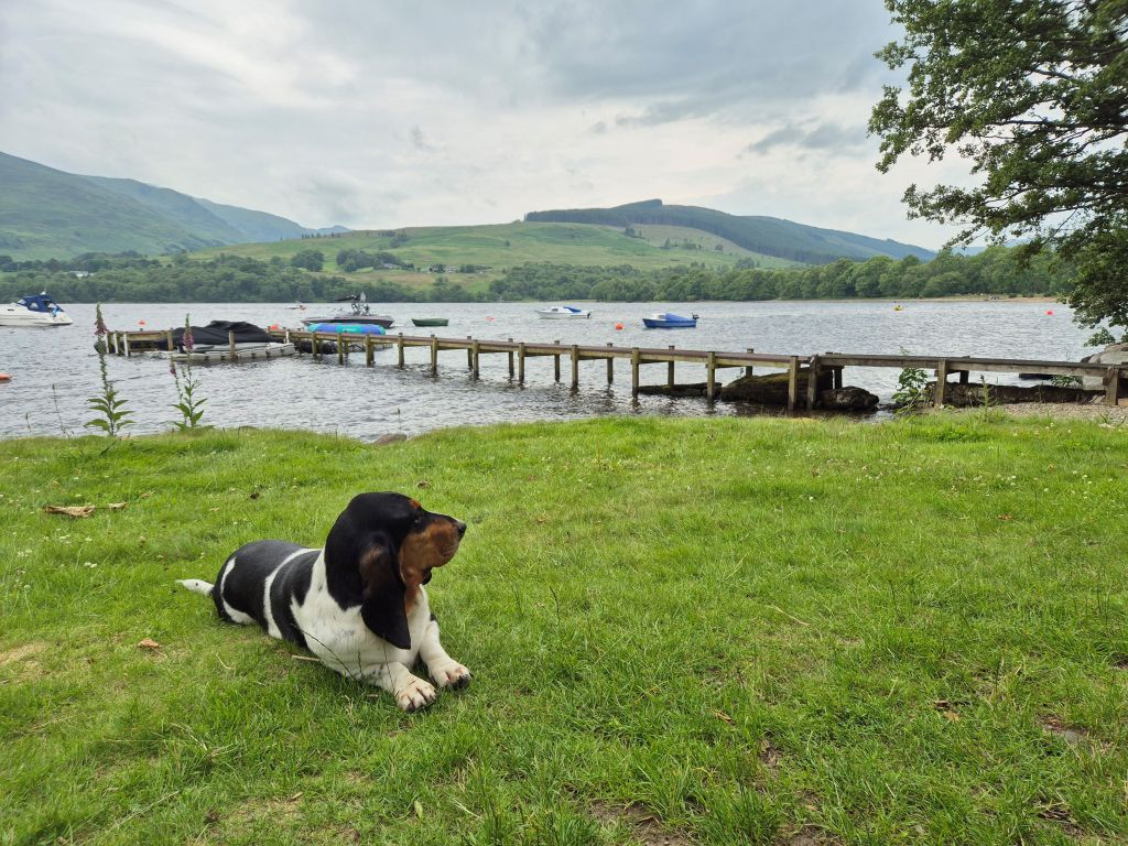 Basset hound overlooking Loch Earn